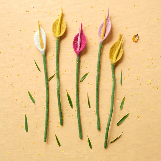 Evigvarende blomst, Flamingo hvit