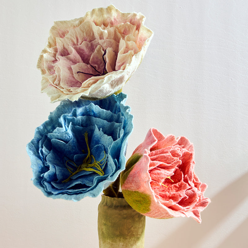 Kjempepeon, hvit/lys rosa