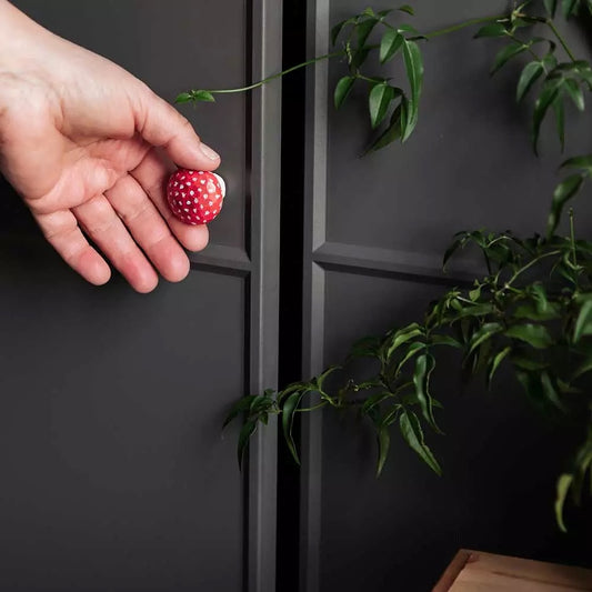 Møbelknott, fluesopp