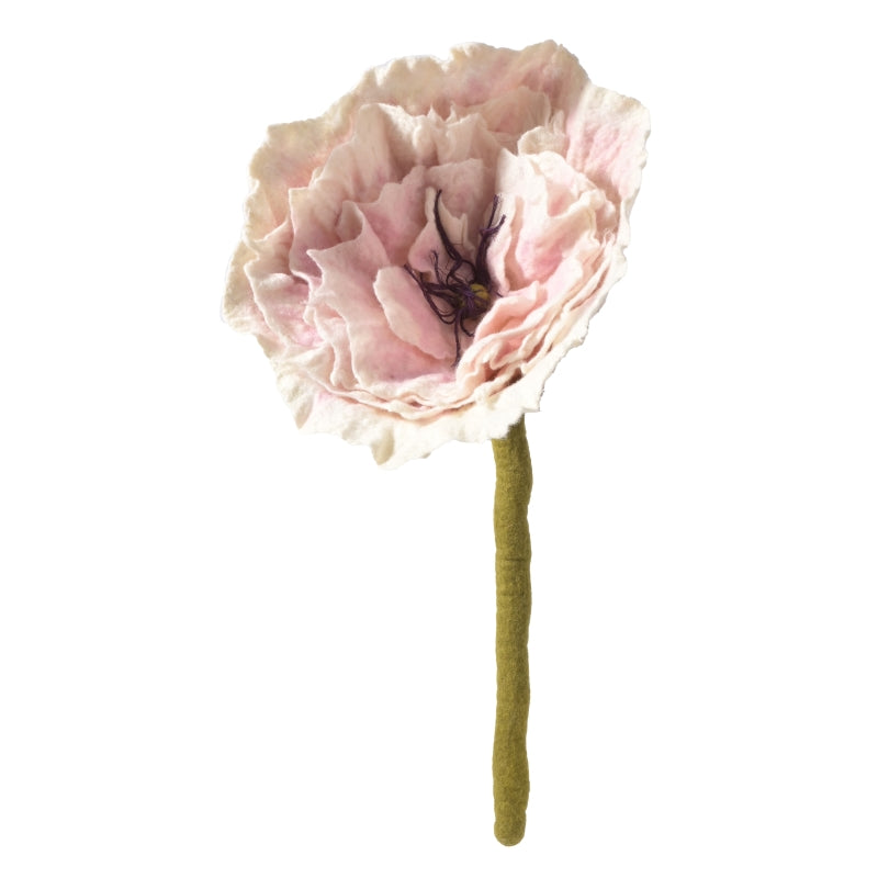 Kjempepeon, hvit/lys rosa