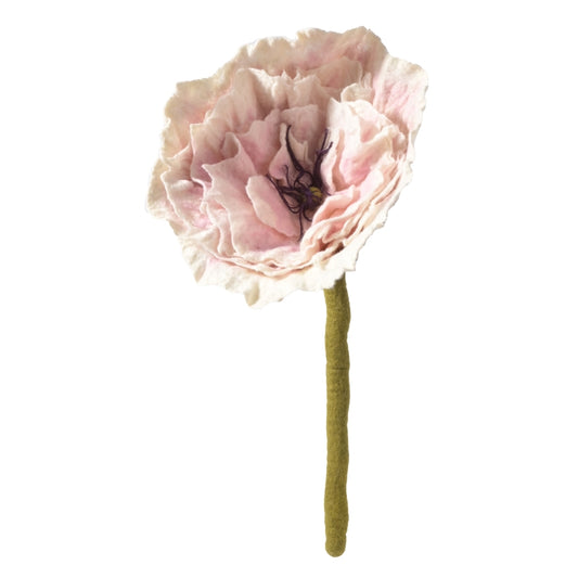 Kjempepeon, hvit/lys rosa