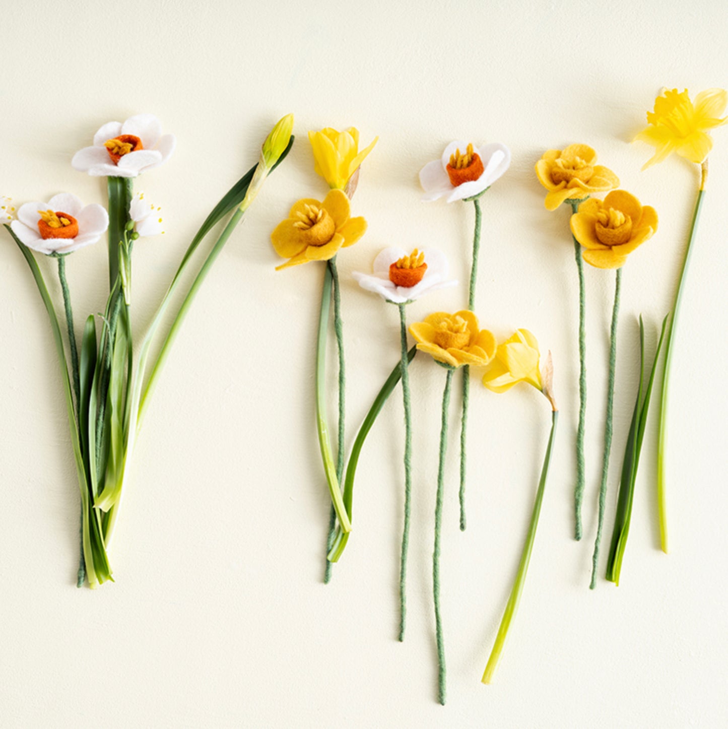 Evigvarende blomst, Påskelilje gul