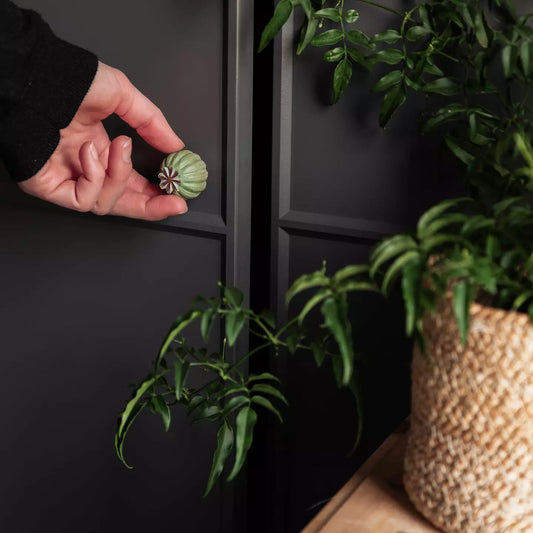 Møbelknott, frøkapsel valmue