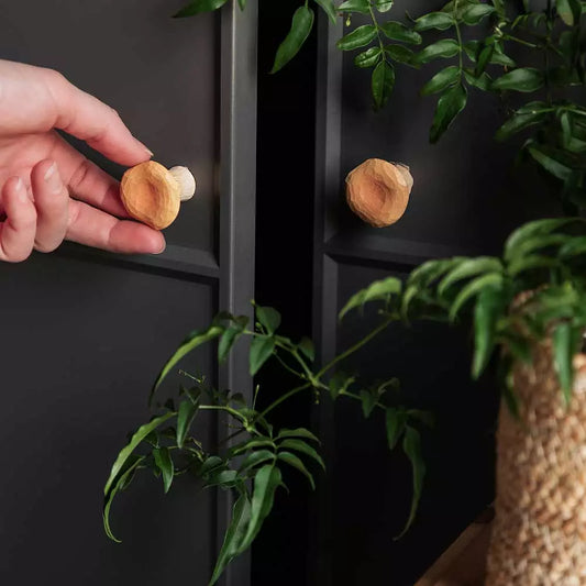 Møbelknott, kantarell