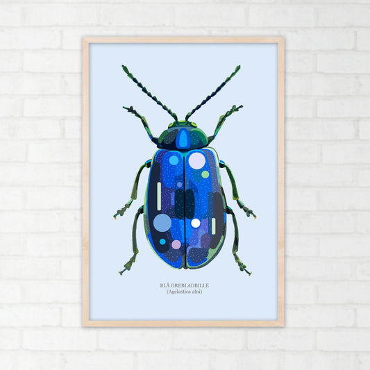 Trykk, Blå orebladbille, A3-format