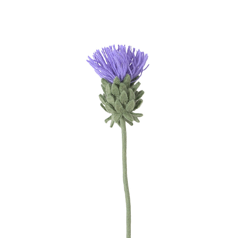 Evigvarende blomst, stor artisjokkblomst