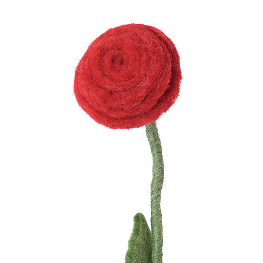 Evigvarende blomst, Rose rød