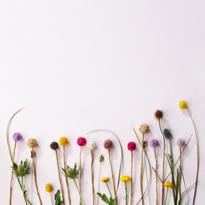 Evigvarende blomst, blå tistel