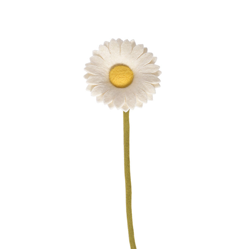 Evigvarende blomst, stor hvit solsikke