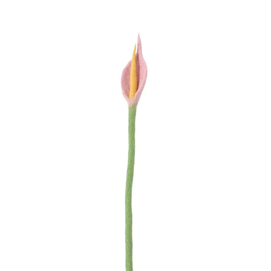 Evigvarende blomst, Flamingo rosa