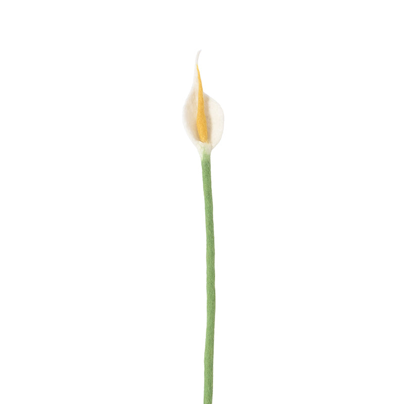 Evigvarende blomst, Flamingo hvit