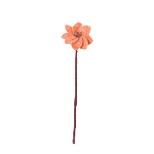 Evigvarende blomst, Dahlia fersken
