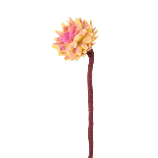 Evigvarende blomst, Dahlia stor