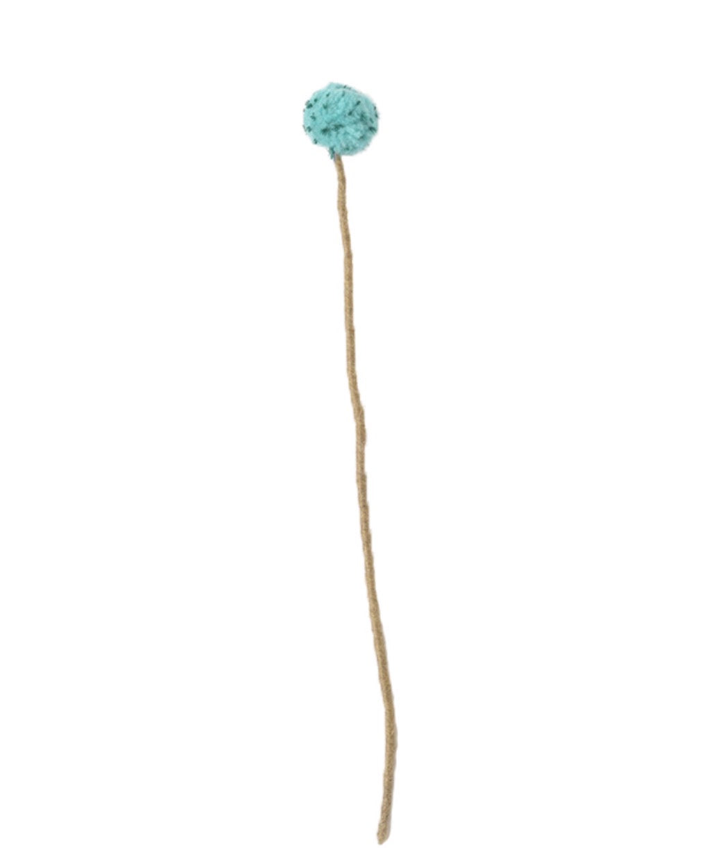 Evigvarende blomst, aqua tistel
