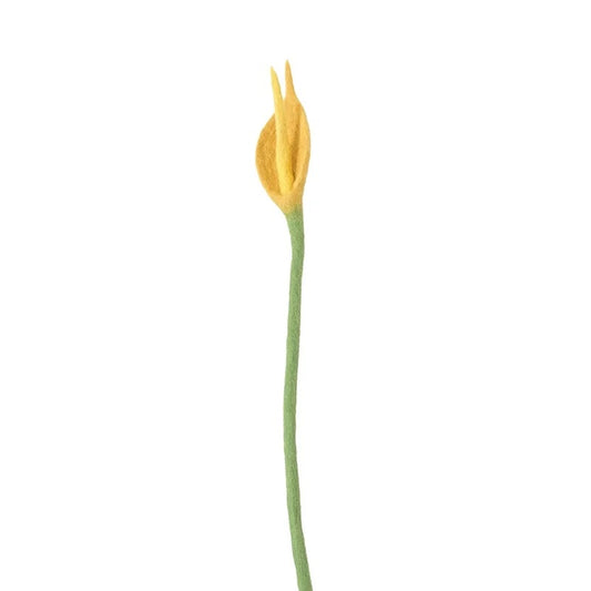 Evigvarende blomst, Flamingo gul
