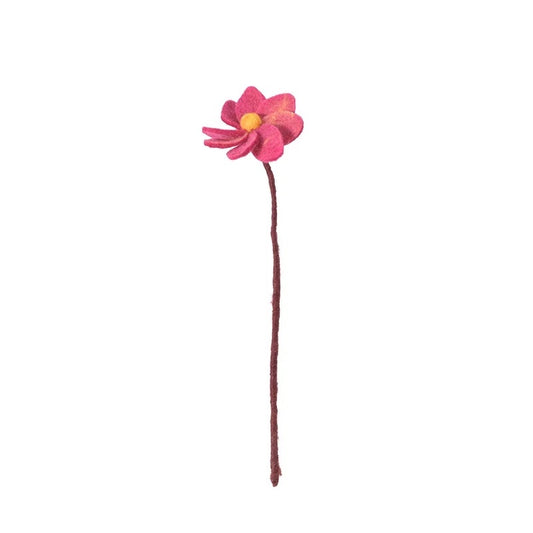Evigvarende blomst, Dahlia mørk rosa