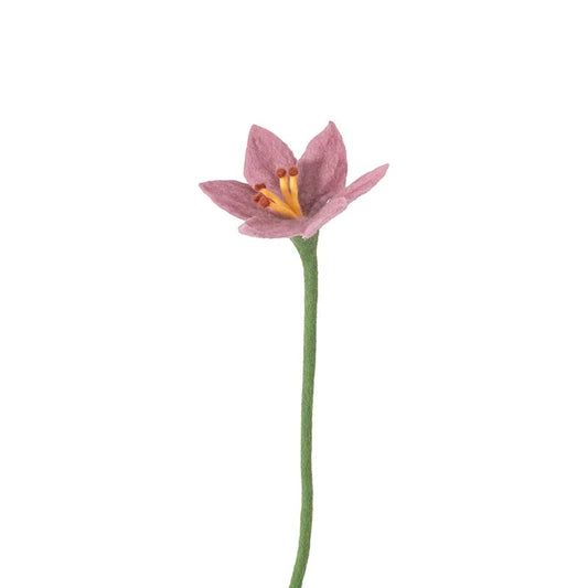 Evigvarende blomst, rosa lilje