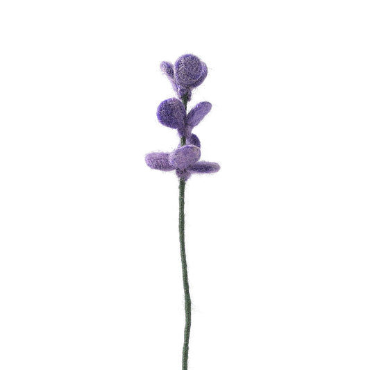 Evigvarende blomst, Lavendel