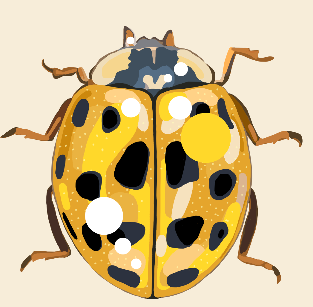 Trykk, Gul harlekinmarihøne, A3-format